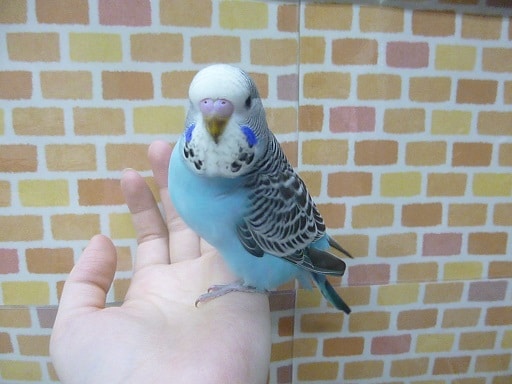 ジャンボセキセイインコ