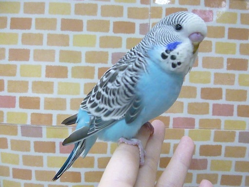 ジャンボセキセイインコ