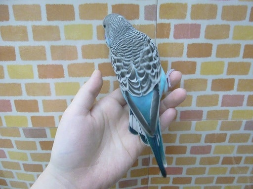 ジャンボセキセイインコ