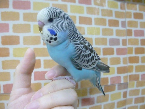 ジャンボセキセイインコ