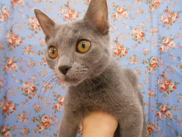 ロシアンブルー