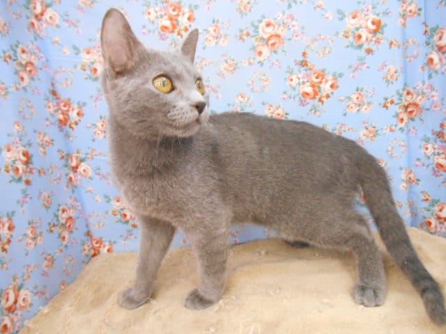 ロシアンブルー