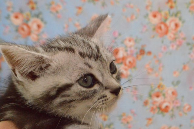 アメリカンショートヘア