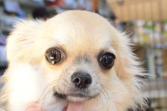 うるっとした瞳がたまらない!チワワくん♪ チワワ