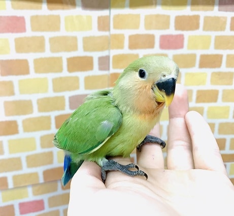 コザクラインコ（小桜インコ）