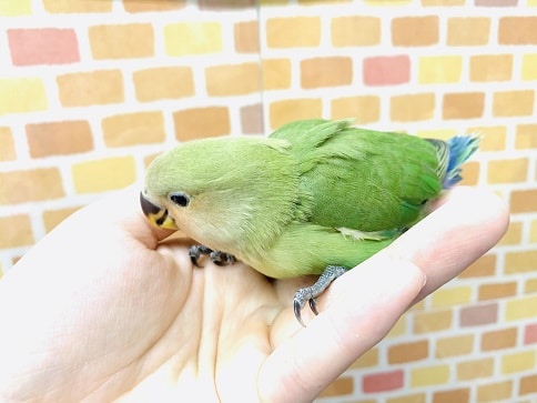 コザクラインコ（小桜インコ）