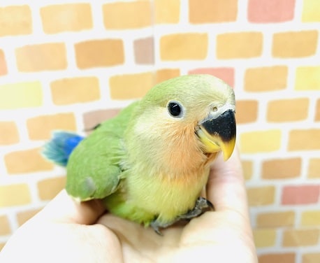 コザクラインコ（小桜インコ）