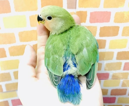 コザクラインコ（小桜インコ）