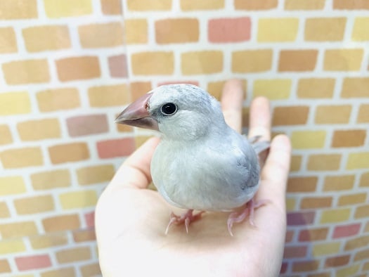 シルバー文鳥