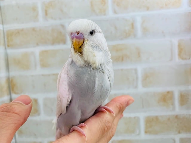 ジャンボセキセイインコ