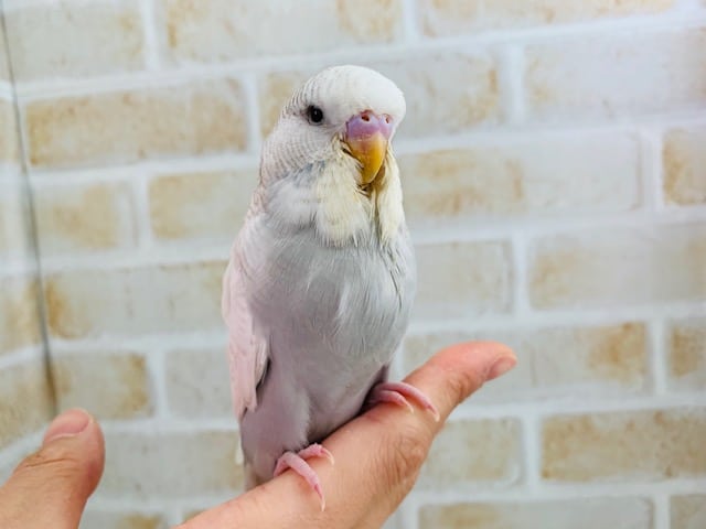ジャンボセキセイインコ