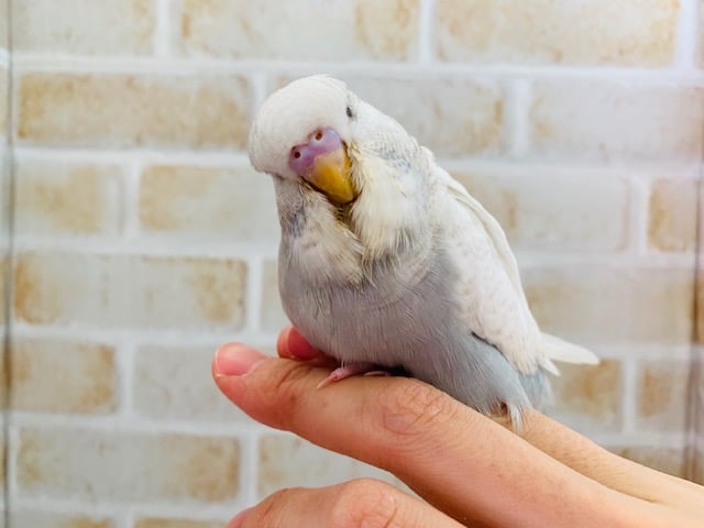 ジャンボセキセイインコ