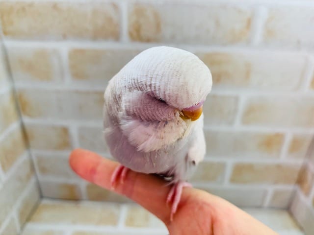 ジャンボセキセイインコ