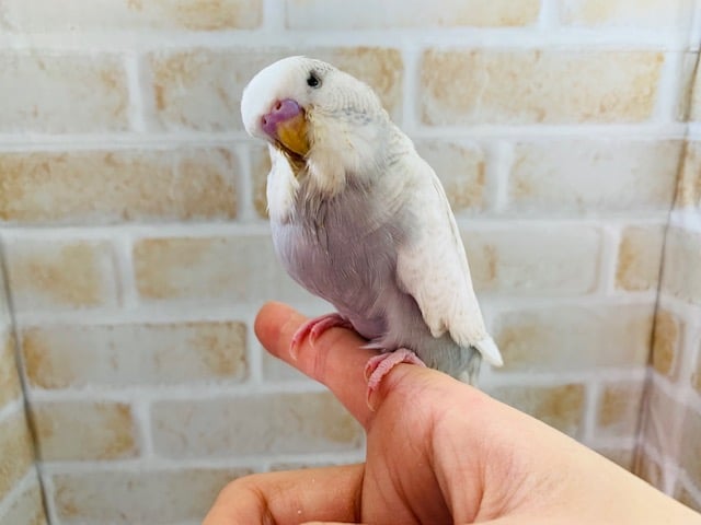 ジャンボセキセイインコ