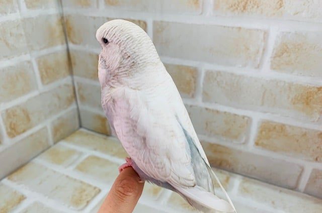 ジャンボセキセイインコ