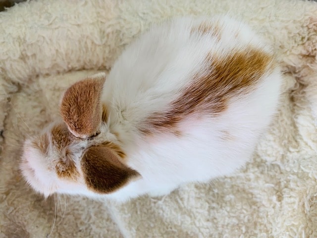 ミックスウサギ