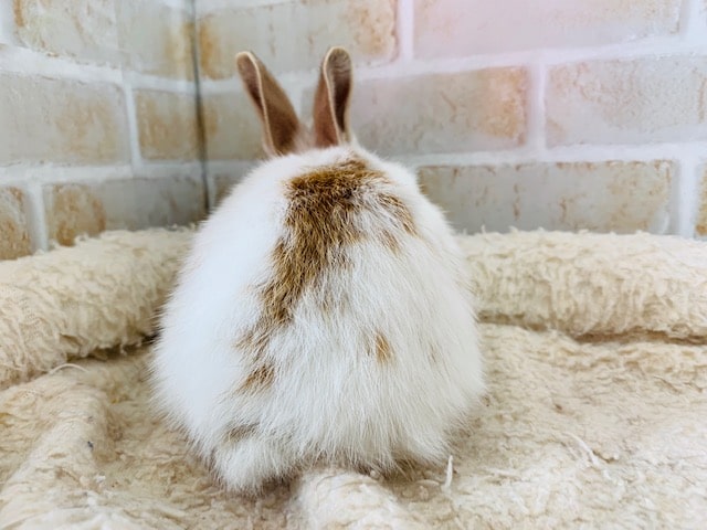 ミックスウサギ