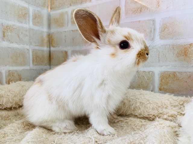 ミックスウサギ