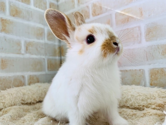 ミックスウサギ
