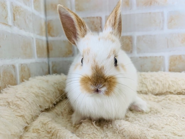 ミックスウサギ
