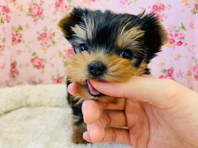 ヨークシャテリア