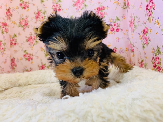 遊ぶのが大好きなヨーキー♪ ヨークシャテリア