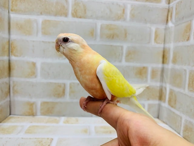 アキクサインコ（秋草インコ）