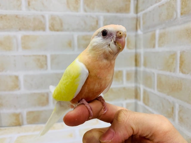 アキクサインコ（秋草インコ）