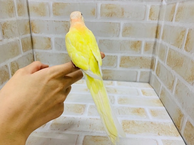アキクサインコ（秋草インコ）