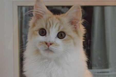 人懐っこさは誰にも負けない!ミヌエットの男の子 最新動画更新! ミヌエット