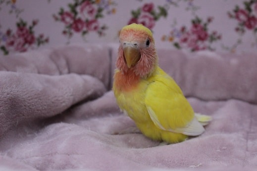 コザクラインコ（小桜インコ）