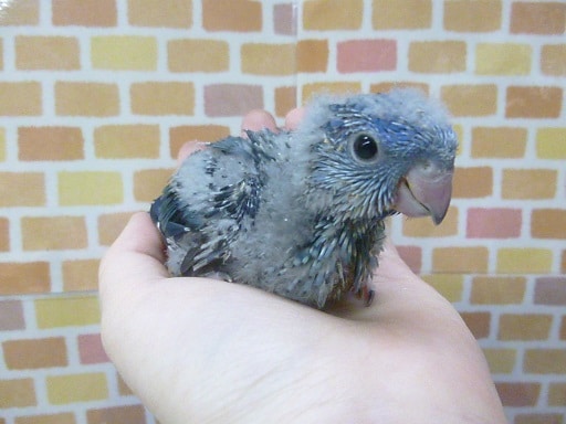 サザナミインコ