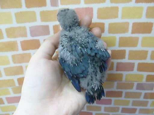 サザナミインコ