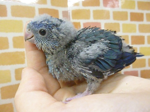 サザナミインコ