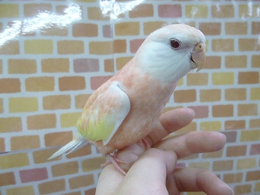 アキクサインコ（秋草インコ）