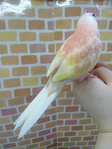 アキクサインコ（秋草インコ）