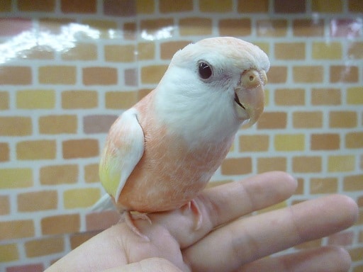 アキクサインコ（秋草インコ）