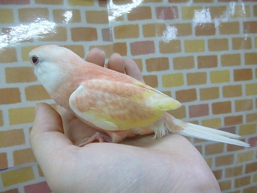 アキクサインコ（秋草インコ）