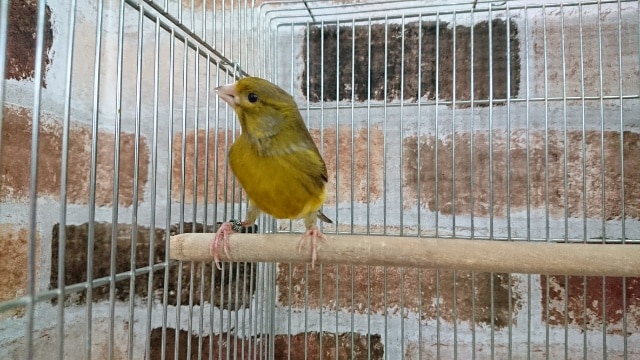 ローラーカナリア