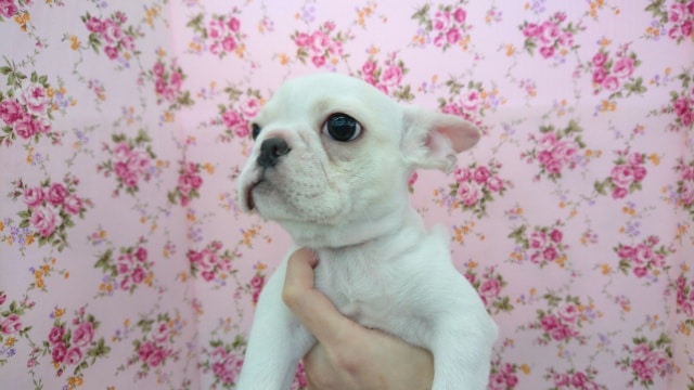 フレンチブルドッグ