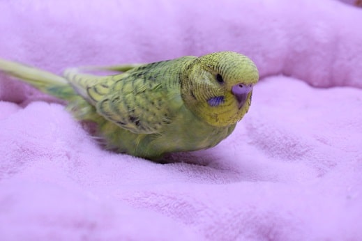 ジャンボセキセイインコ