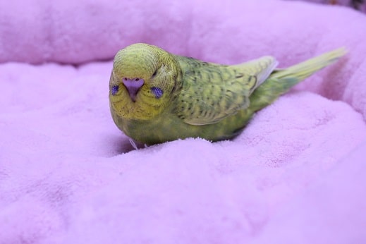 ジャンボセキセイインコ