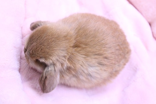 ロップイヤーラビット
