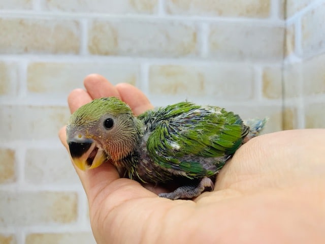 コザクラインコ（小桜インコ）