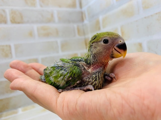 コザクラインコ（小桜インコ）