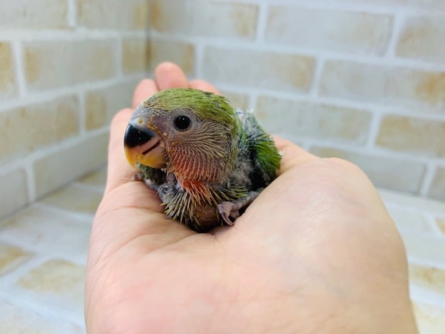 コザクラインコ（小桜インコ）