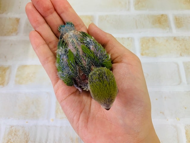 コザクラインコ（小桜インコ）