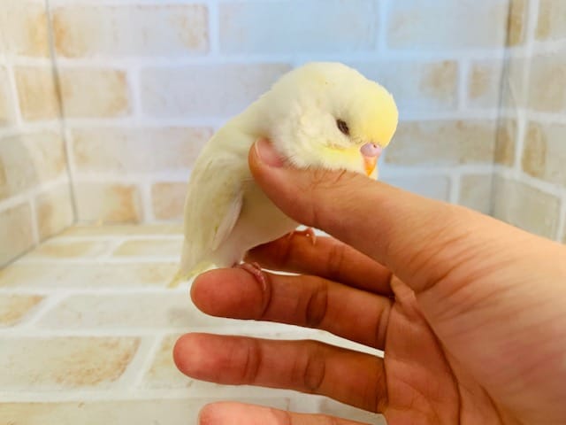 ジャンボセキセイインコ
