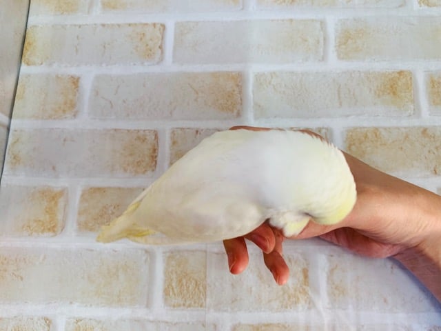 ジャンボセキセイインコ