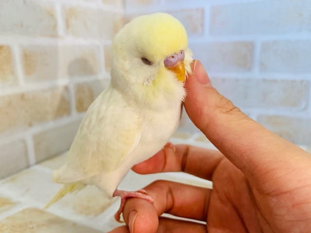 ジャンボセキセイインコ